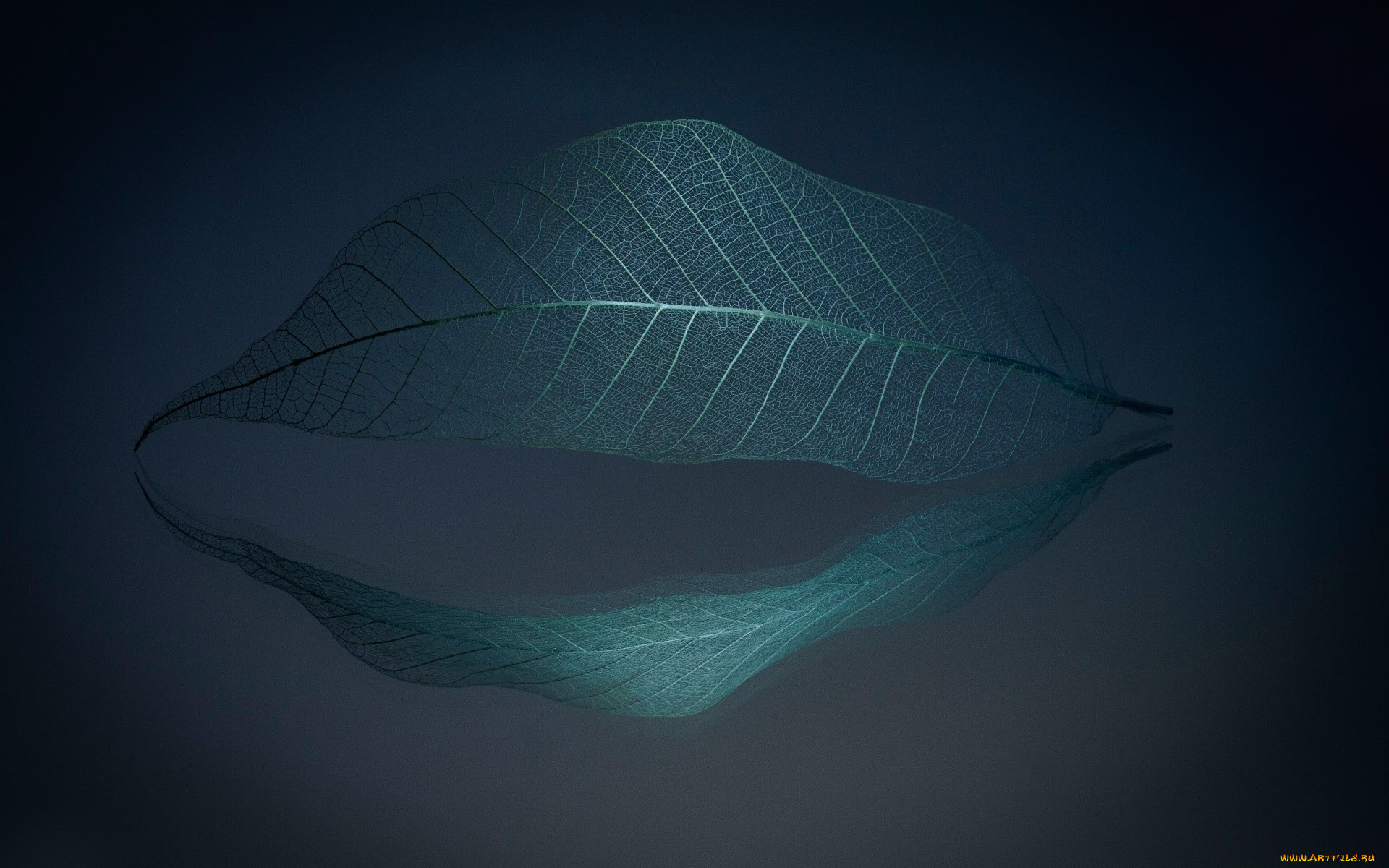 , , vegetal, skeleton, , 